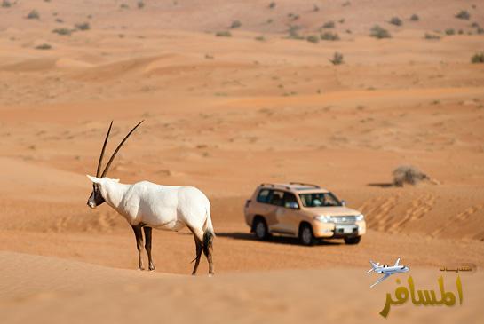 منتجع و سبا "المها" الصحراوي في دبي المسافر السياحة و السفر