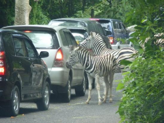 -taman-safari-indonesia-jpg