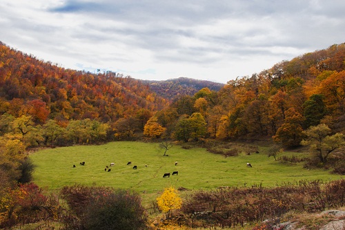 -autumn-field-jpg