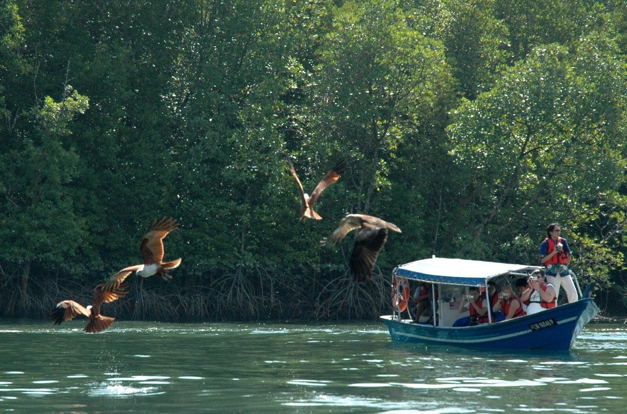-langkawi-mangrove-eagle-jpg