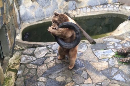 تقرير عن افضل حديقة حيوان باسطنبول