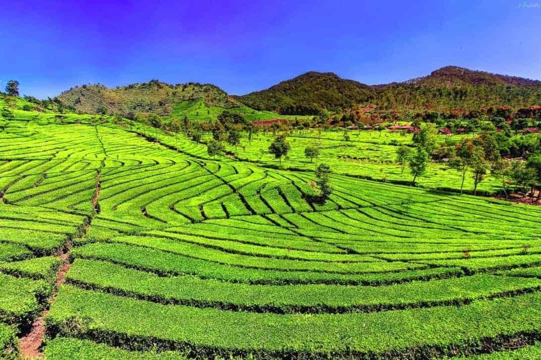 باندونغ