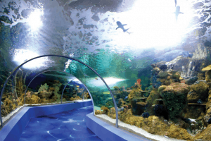 ل14 اكواريوم لندن Sea Life London Aquarium