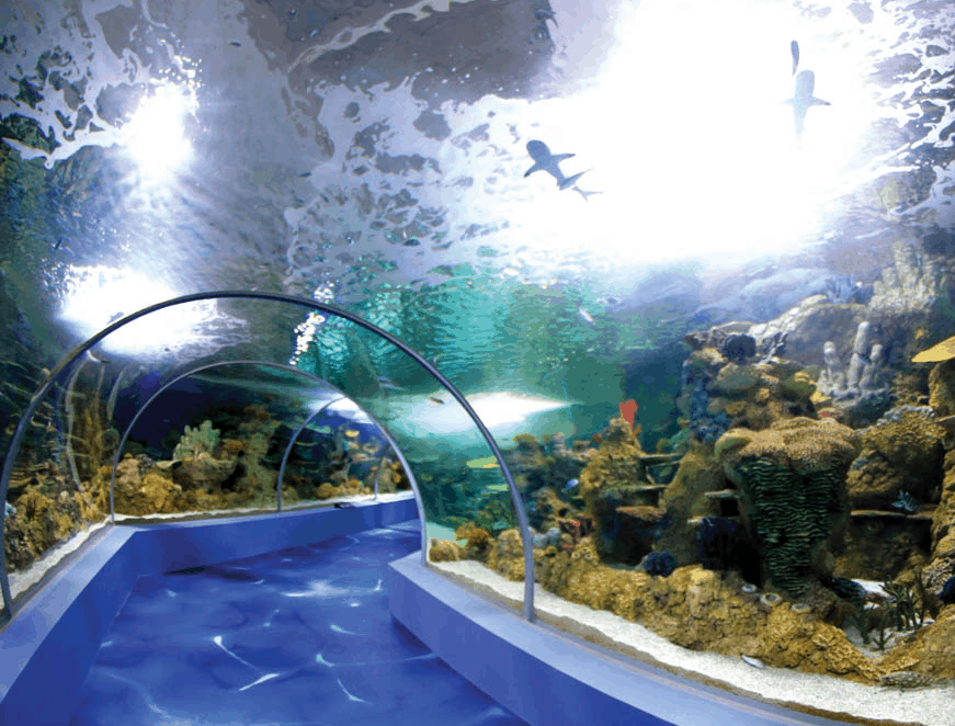 ل14 اكواريوم لندن Sea Life London Aquarium