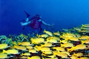 ممارسة الرياضات المائية - المالديف - جزر المالديف
