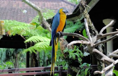 تقرير عن حديقة بالي للطيور Bali Bird Park في جزيرة بالي