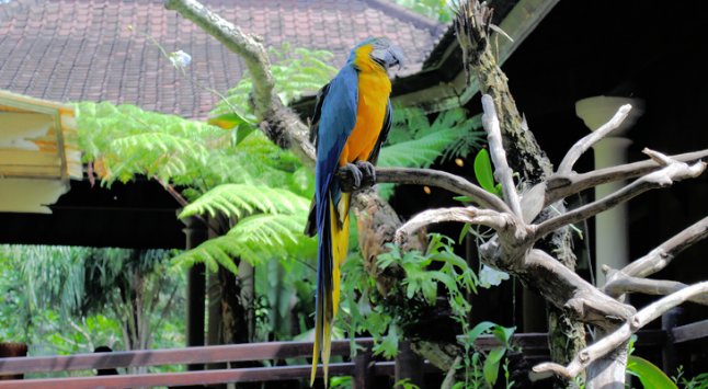تقرير عن حديقة بالي للطيور Bali Bird Park في جزيرة بالي