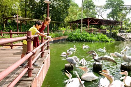 شرح شراء تذاكر دخول حديقة الطيور في سنغافورة اونلاين