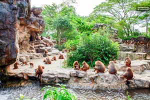 الذهاب الى حديقة حيوانات فاونيا النباتية Faunia Botanical Garden & Zoo - سوق El rastro  ض103