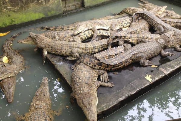 مزرعة التماسيح Crocodile Farm