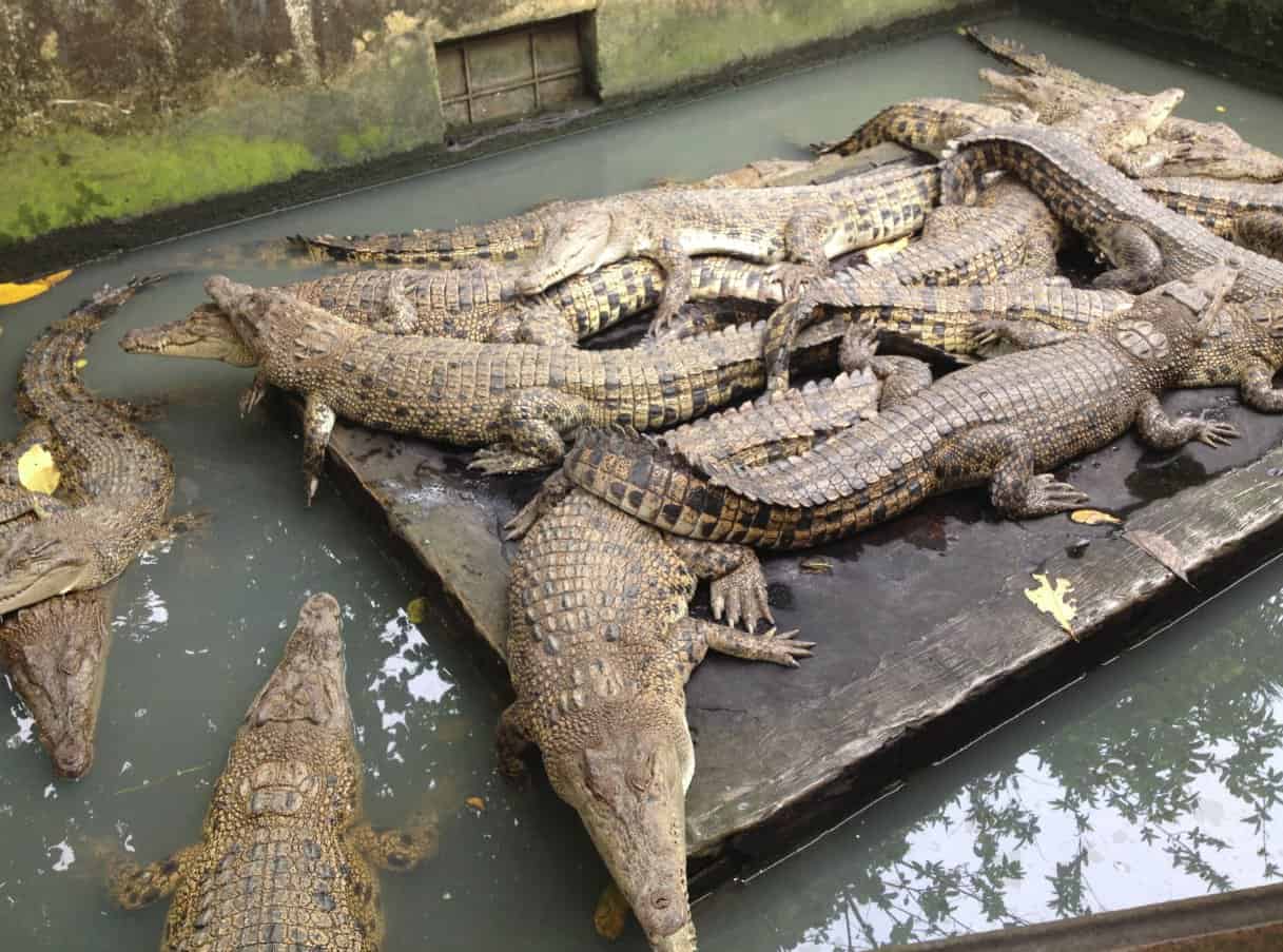 مزرعة التماسيح Crocodile Farm
