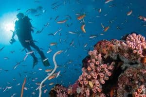 الغوص في أعماق المياه - المالديف - ثيلا