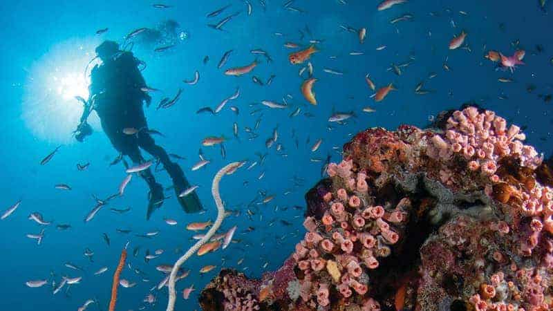 الغوص في أعماق المياه – المالديف – ثيلا