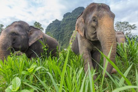 حجز جولة 7 ساعات سفاري في الغابات البرية ساموي تايلندا