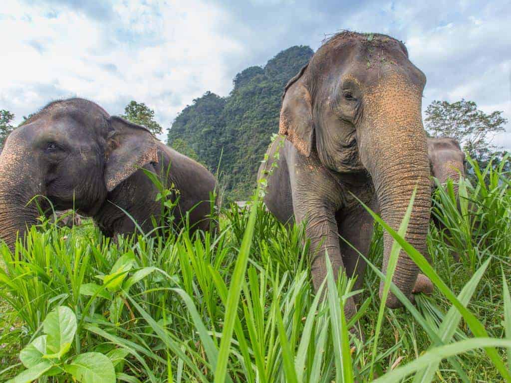 حجز جولة 7 ساعات سفاري في الغابات البرية ساموي تايلندا