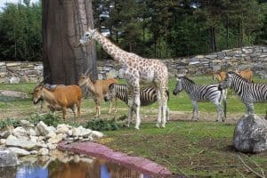 حديقة حيوانات فاونيا النباتية Faunia Botanical Garden & Zoo -  سوق El rastro ض154