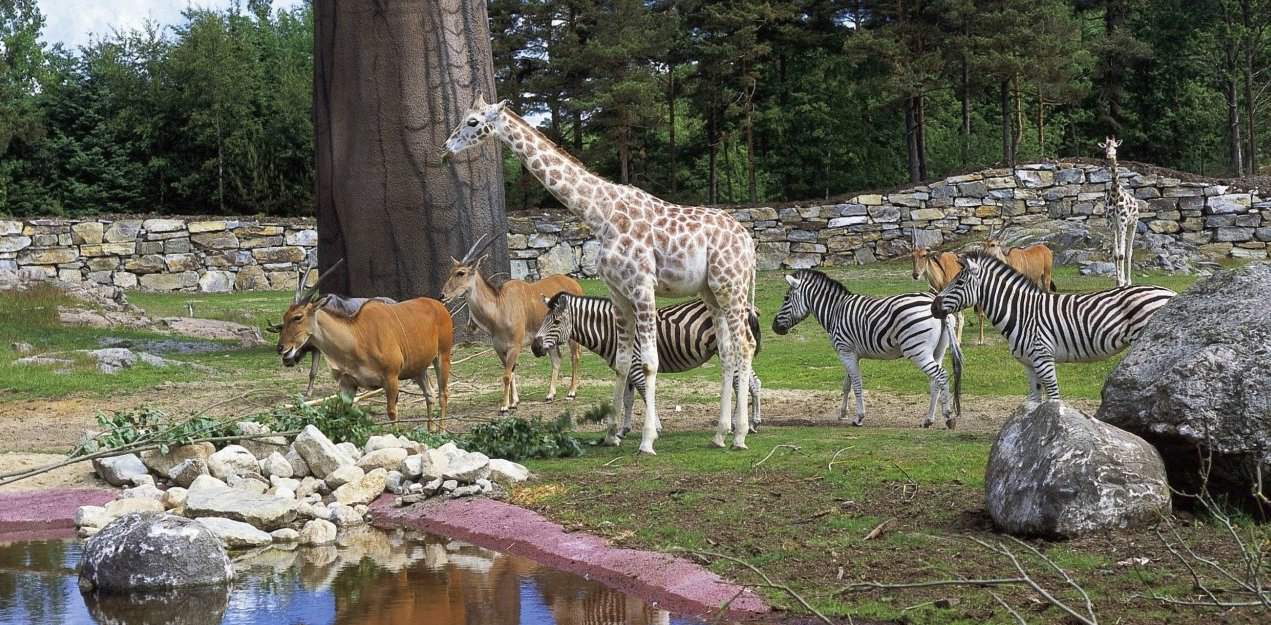 حديقة حيوانات فاونيا النباتية Faunia Botanical Garden & Zoo –  سوق El rastro ض154
