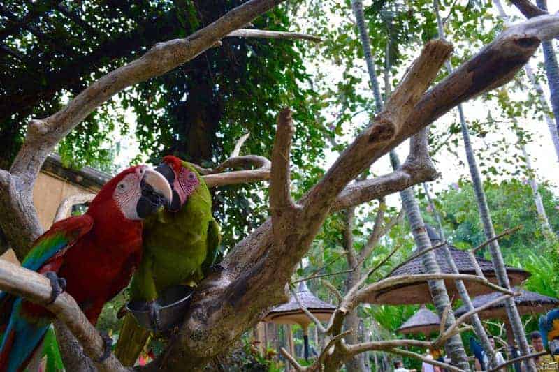 زيارة حديقة الطيور والزواحف – إندونيسيا – بالي