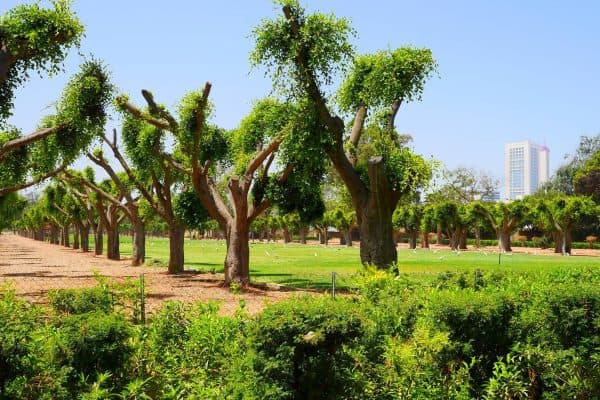 حديقة الجامعة العربية