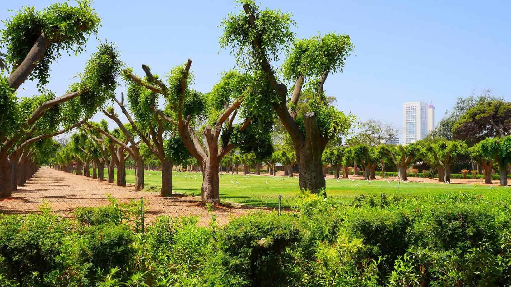 حديقة الجامعة العربية