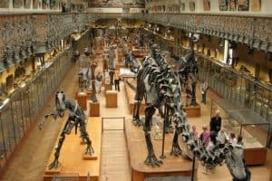 جنيف - متحف التاريخ الطبيعي 10 5