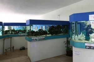 متحف نافال - حوض السمك موريشيوس مو51