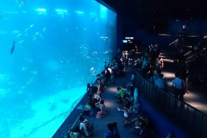 الذهاب الى سي اكورايوم S.E.A. Aquariumس106
