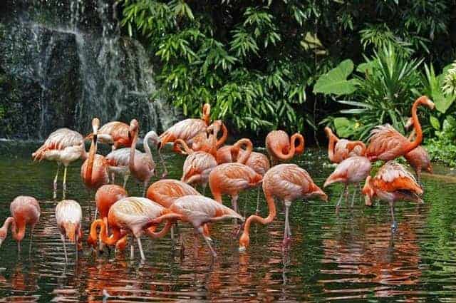 الذهاب الى منتزه يورونغ للطيور jurong bird park س109
