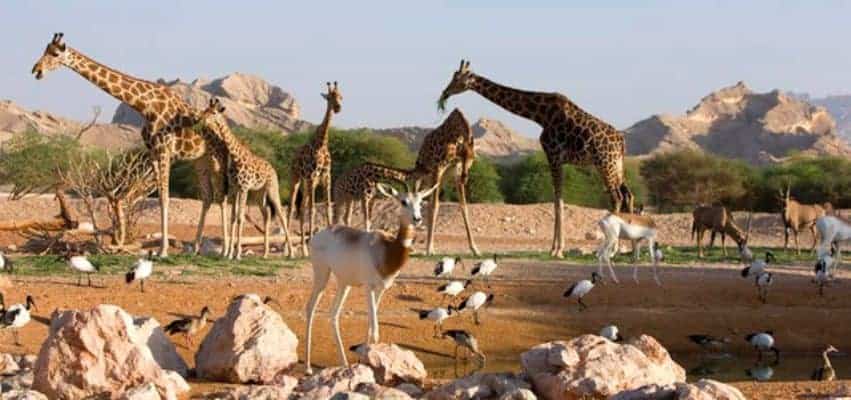 حديقة حيوان دبي ك159