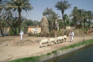 زيارة أشهر الأماكن الأثرية – مصر – القاهرة