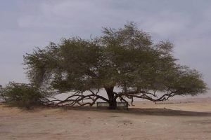 زيارة شجرة الحياة  - البحرين - البحرين