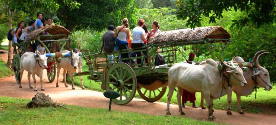عربة يجرها ثور في village safari