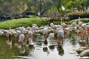 زيارة أشهر الأماكن السياحية - البحرين - المنامة