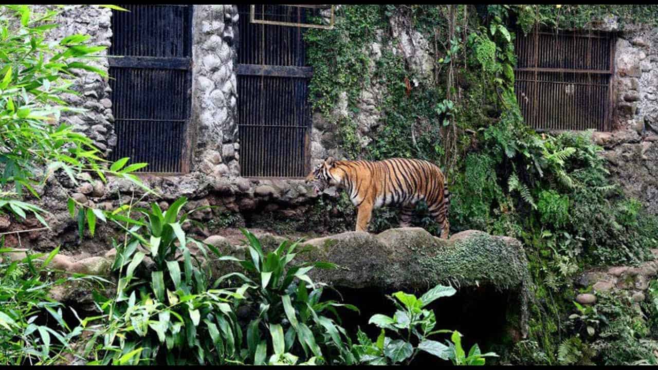 حديقة حيوان راغونان – جاكرتا