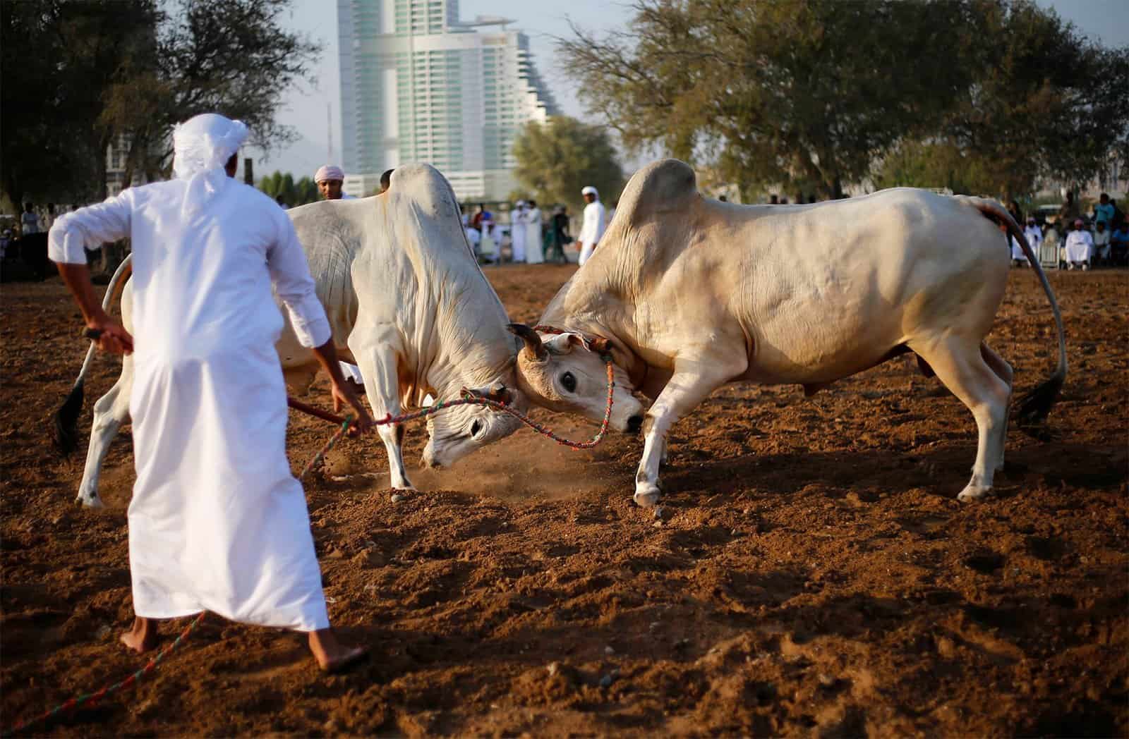 ساحة مصارعة الثيران