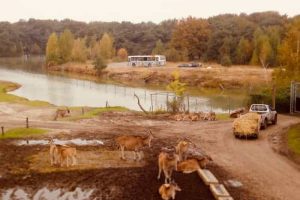 زيارة حديقة الحيوانات Beekse bergen safari park - أمستردام - هولندا