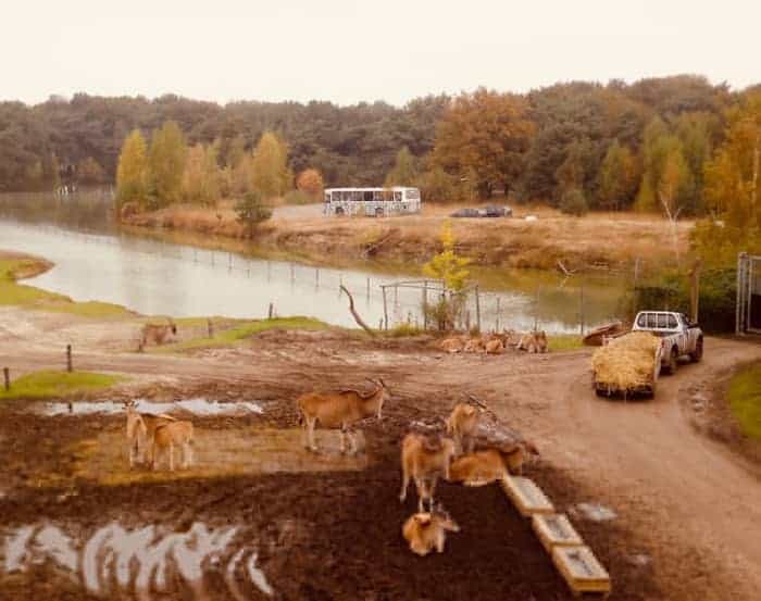 زيارة حديقة الحيوانات Beekse bergen safari park - أمستردام - هولندا