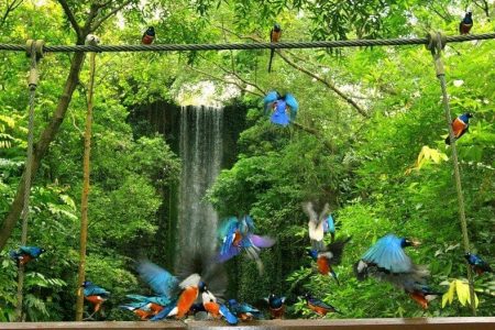 افضل 9 انشطة في منتزه يورونغ للطيور سنغافورة