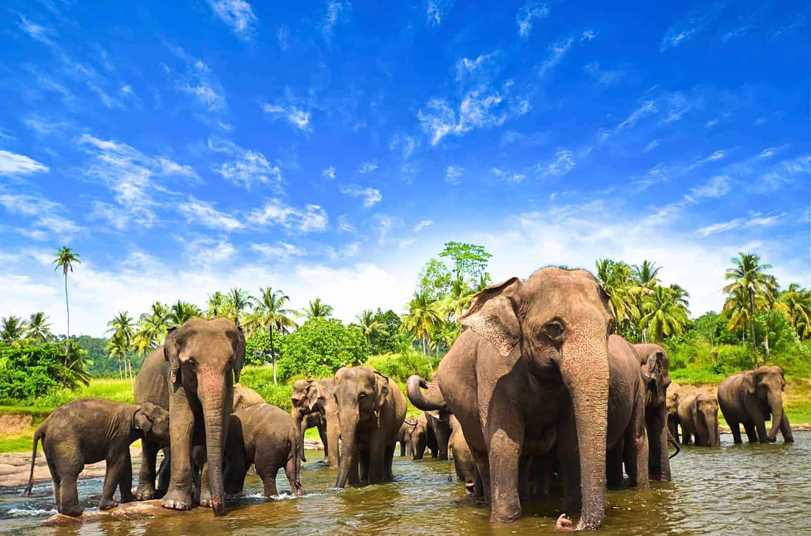 افضل 5 انشطة في ميتم الفيلة في كاندي سريلانكا