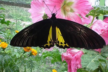 افضل 4 انشطة في حديقة الفراشات كاميرون هايلاند ماليزيا