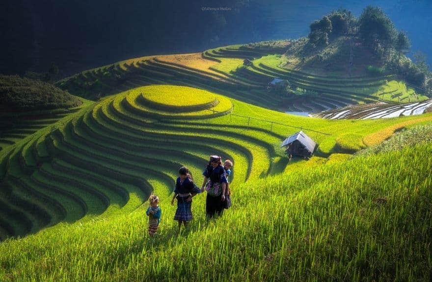 حقول الأرز في بالي