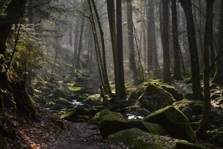 افضل 7 انشطة عند زيارتك الغابة السوداء في المانيا
