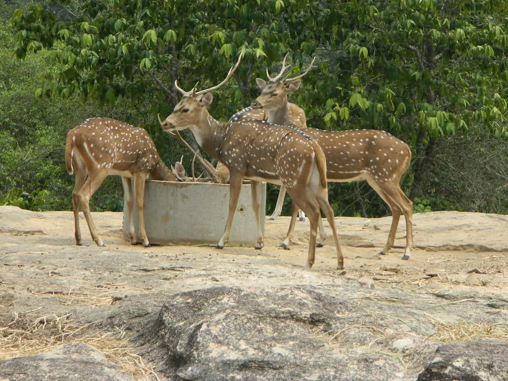 افضل 7 انشطة في حديقة بانيرغاتا في بنجلور الهند