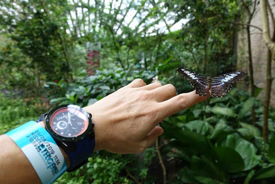 افضل 5 انشطة في حديقة الفراشات في بينانج ماليزيا
