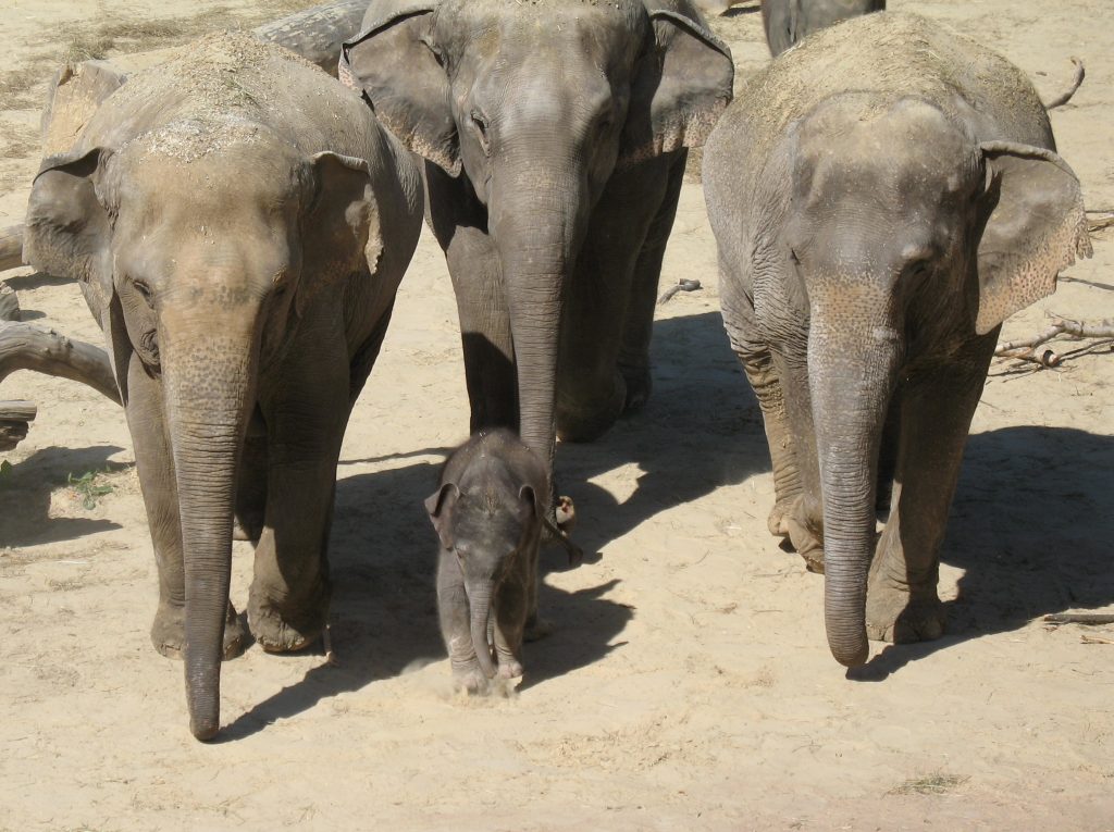 قسم الفيلة حديقة حيوانات كولونيا