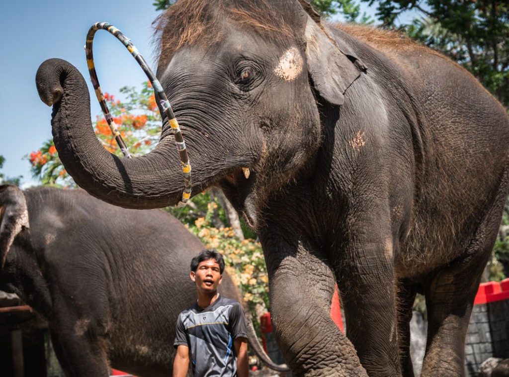 عروض الفيلة في حديقة حيوانات بوكيت