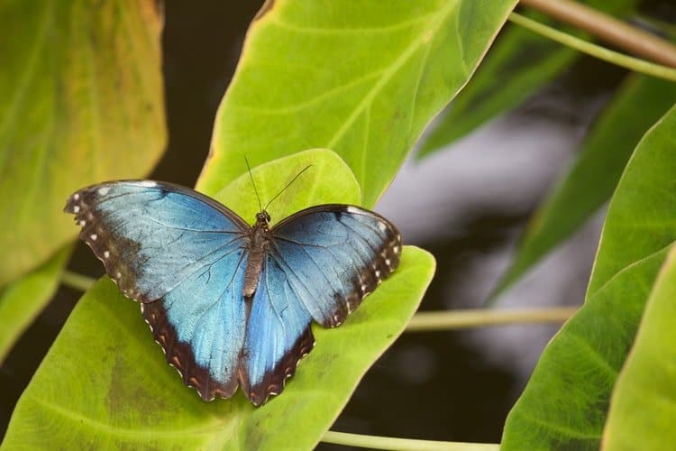 أفضل 5 أنشطة في حديقة الفراشات في بينانج ماليزيا
