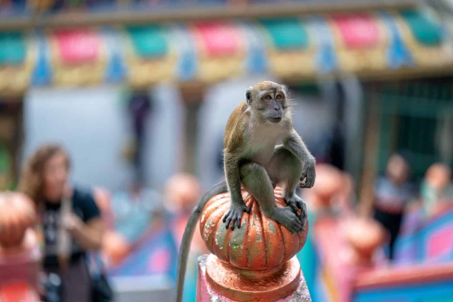 أنشطة في حديقة القرود بينانج ماليزيا