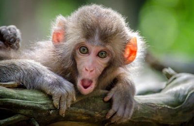 افضل 5 انشطة في حديقة القرود بينانج ماليزيا