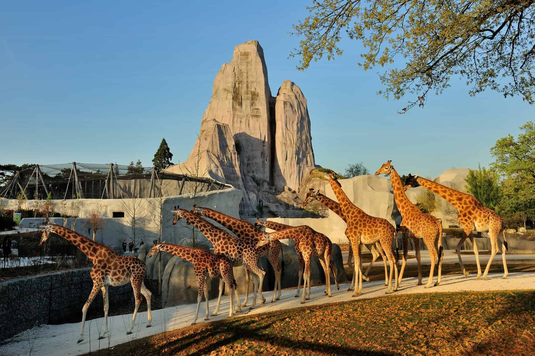 حديقة حيوان Parc Zoologique de paris